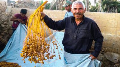 پایان برداشت خرما در واحه پالمیرا